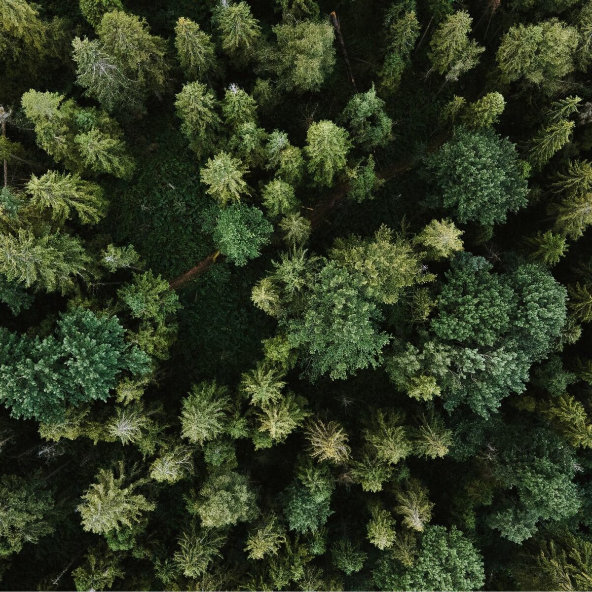 Dichter Wald aus der Vogelperspektive