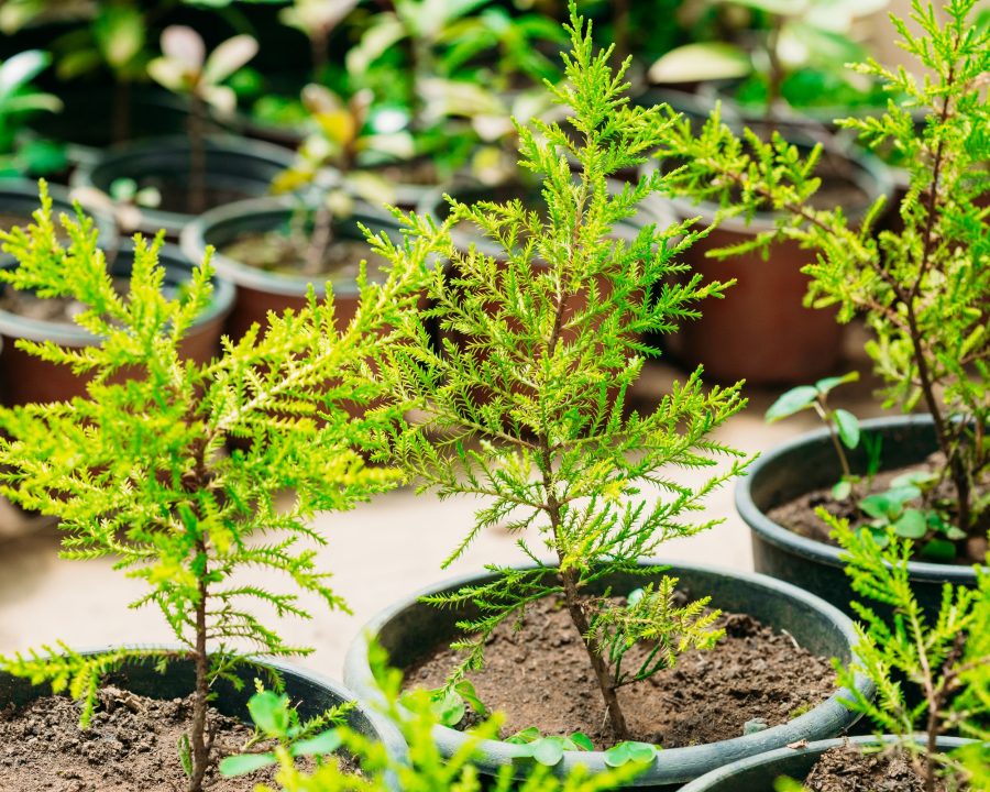Foto von jungen Bäumen, die herangezogen werden